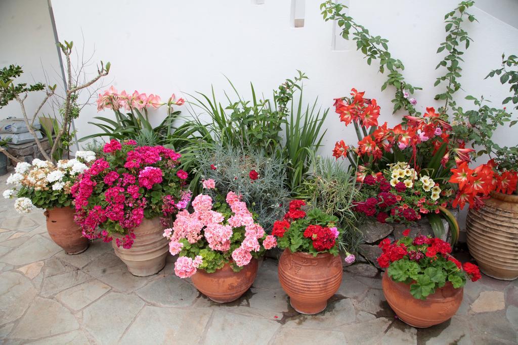 Paralia Guest House أجيا روميلي المظهر الخارجي الصورة
