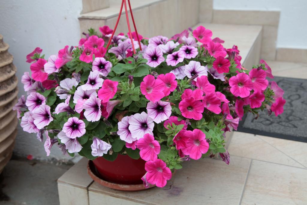 Paralia Guest House أجيا روميلي المظهر الخارجي الصورة
